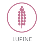 Lupine